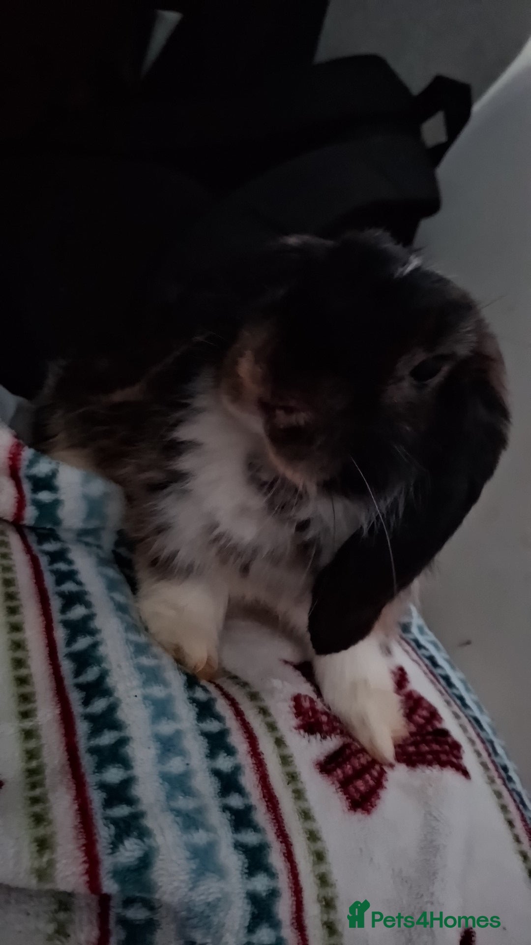 Mini Lop rabbits for sale: 6 beautiful mini lops, 3 girls 3 boys - Advert 7