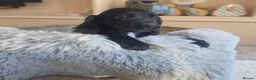 Cocker Spaniel dogs for sale: Working type Cocker Spaniels Ready now - Advert 3