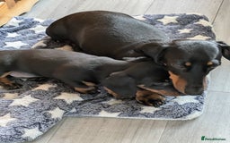 Miniature Dachshund dogs for sale: Miniature Dachshund  - Image 8