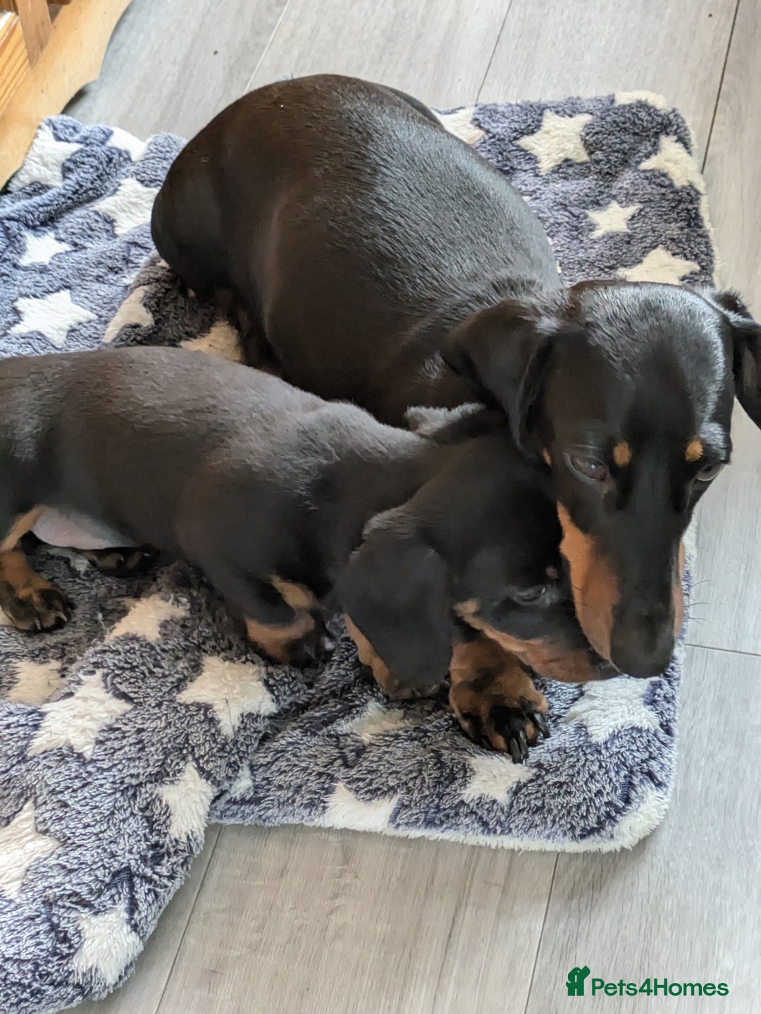 Miniature Dachshund dogs for sale: Miniature Dachshund  - Image 8