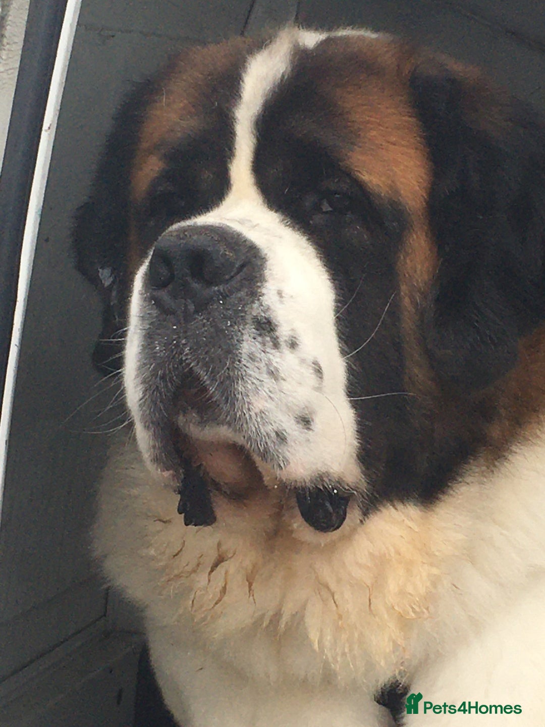Saint Bernard dogs for sale: KC Reg Pups To Approved Homes. Health-tested line. - Advert 14