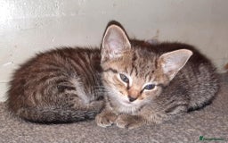 Mixed Breed cats for sale: Adorable kitten's  - Image 5