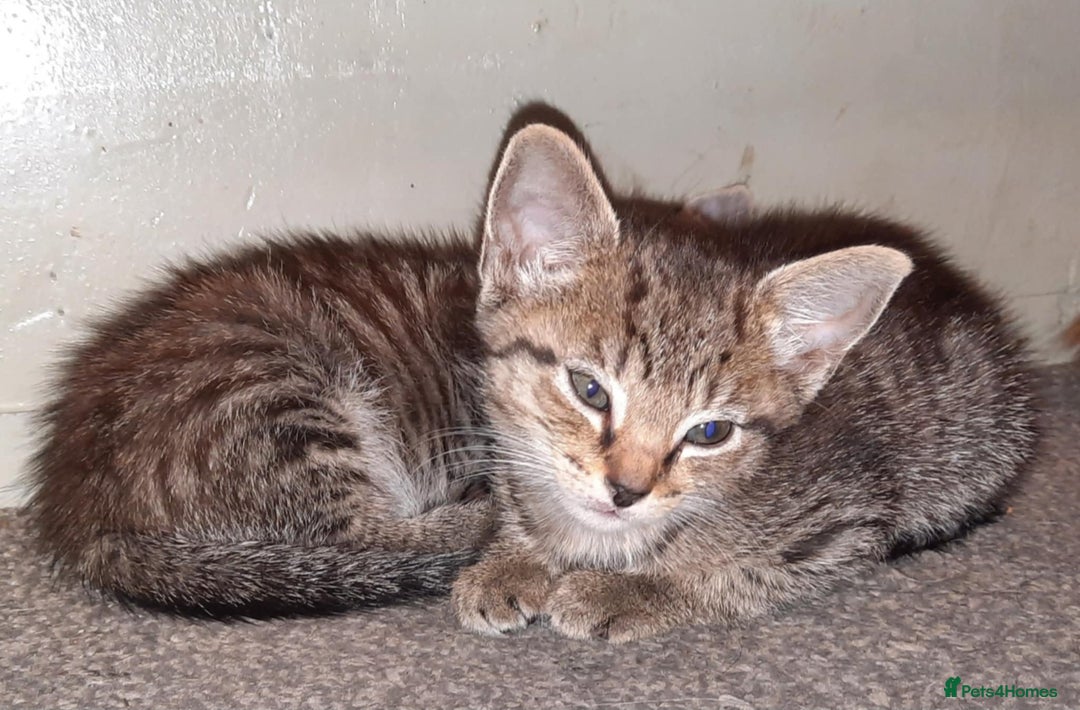 Mixed Breed cats for sale: Adorable kitten's  - Image 5
