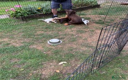 Mixed Breed dogs for sale: Sprocker spaniels - Image 9