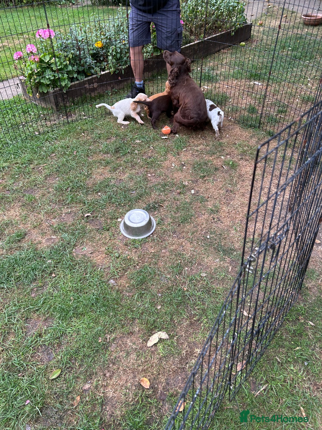 Mixed Breed dogs for sale: Sprocker spaniels - Image 9