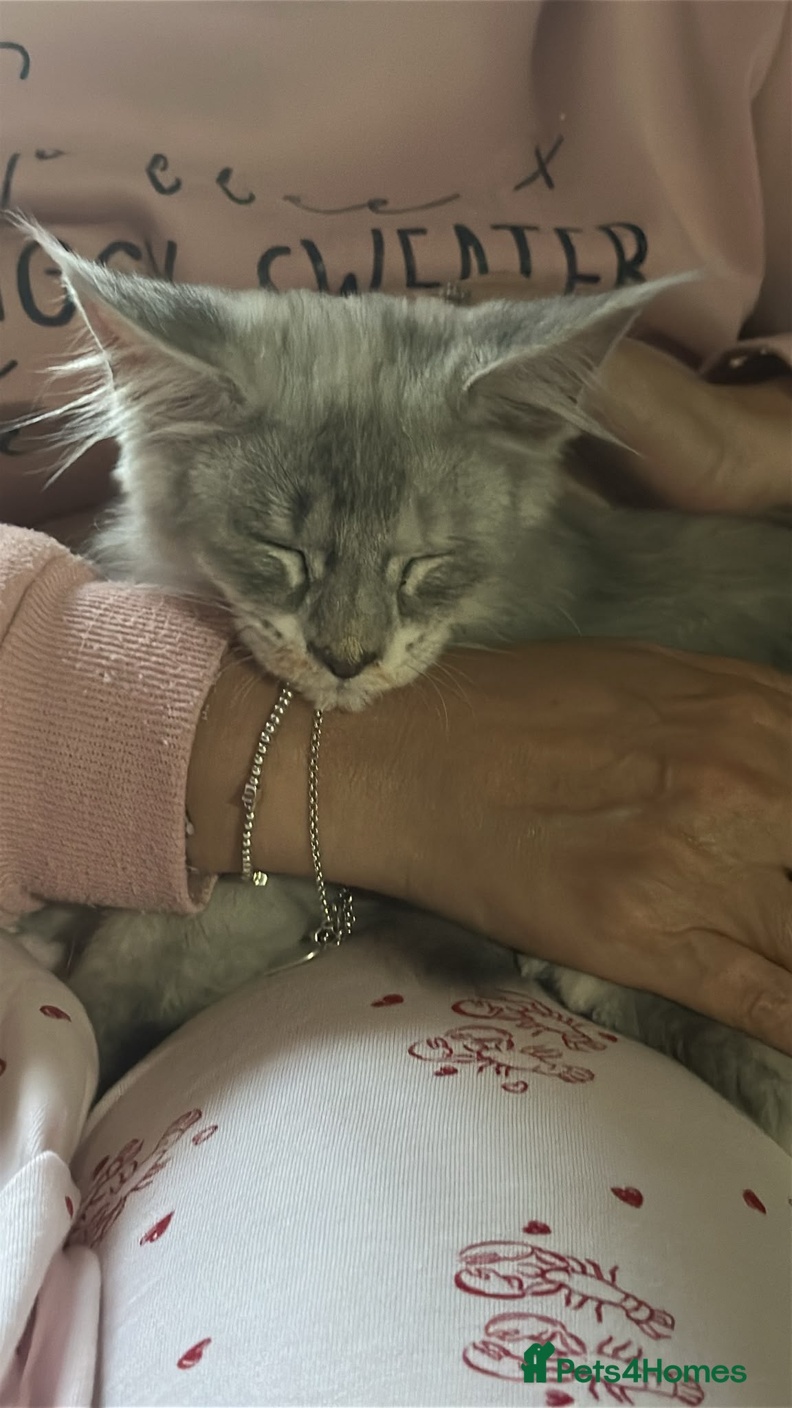 Maine Coon cats Maine coon kittens  - Advert 21