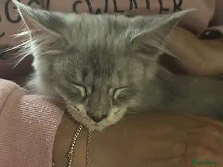 Maine Coon cats Maine coon kittens - Advert 17