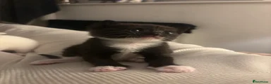 Tuxedo Black British Shorthair Kitten 1