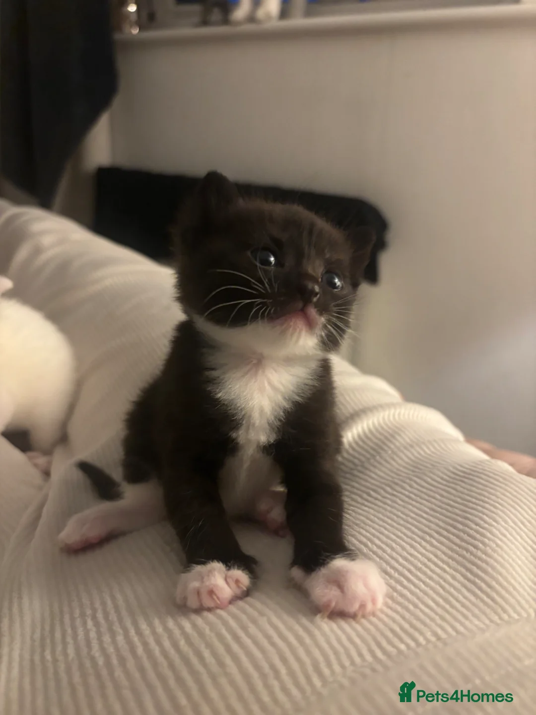 British Shorthair cats for sale: 3 beautiful pedigree kittens, white siblings!  - Advert 1