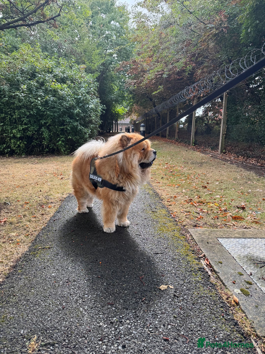 Chow Chow dogs for sale: Rex, CHOW CHOW - Image 2