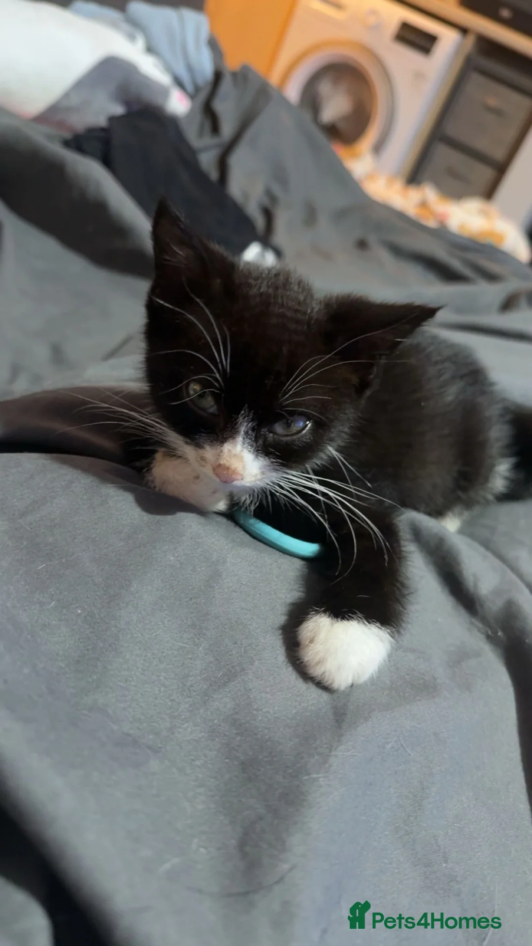 Mixed Breed cats for sale: Clover and socks READ THE DESCRIPTION💔 - Advert 2