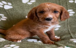 Labradoodle dogs for sale: Stunning deep red F1 labradoodles - Image 5
