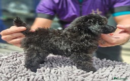 Toy Poodle dogs for sale: Toy poodle - Image 3