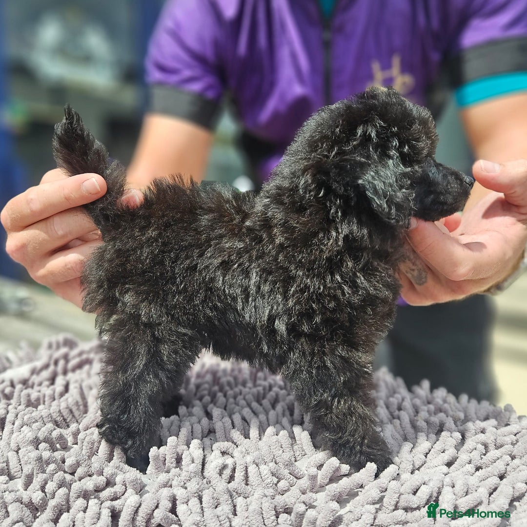 Toy Poodle dogs for sale: Toy poodle - Image 3