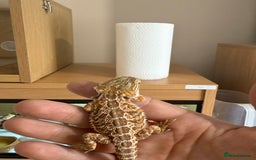 Bearded Dragon reptiles for sale: PAYDAY SPECIAL 🦎❤️🔥 BABY DRAGON 🦎❤️🔥 £150 - Image 4