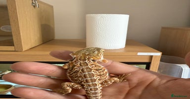 Bearded Dragon reptiles - Advert 3