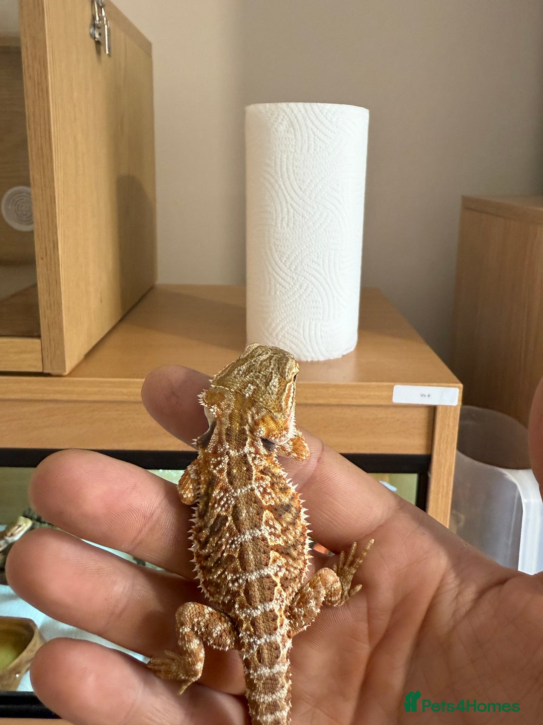 Bearded Dragon reptiles for sale: PAYDAY SPECIAL 🦎❤️🔥 BABY DRAGON 🦎❤️🔥 £150 - Image 4