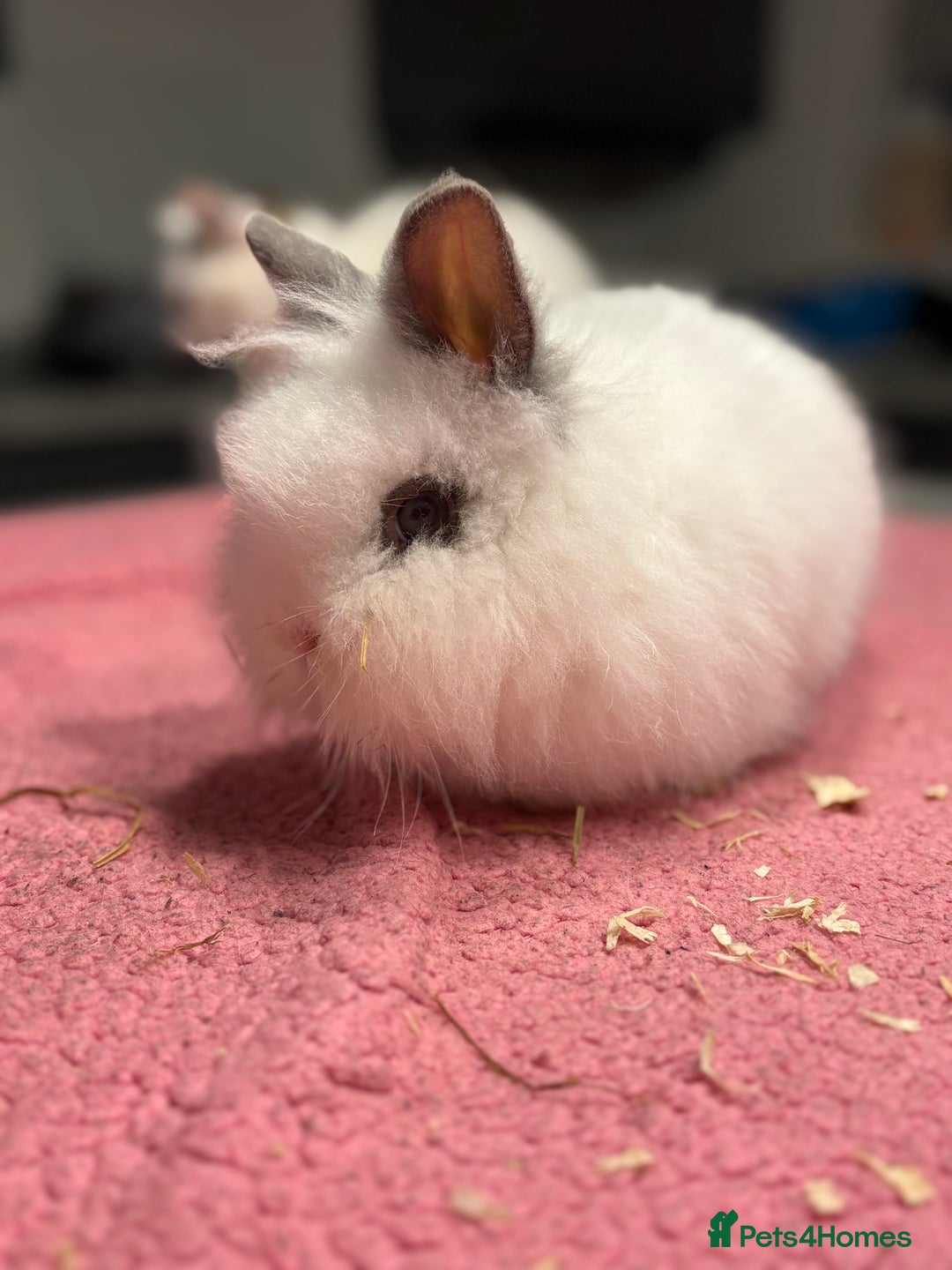 Lionhead rabbits for sale: Male Lionhead for Sale  - Advert 4