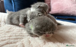 British Shorthair cats for sale: Outstanding kittens 😻 Champion line🥇🏆😻 - Image 16