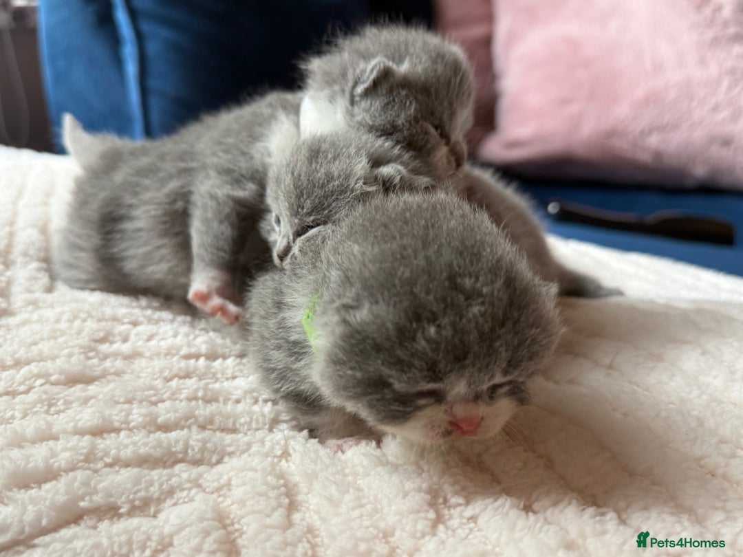 British Shorthair cats for sale: Outstanding kittens 😻 Champion line🥇🏆😻 - Image 16