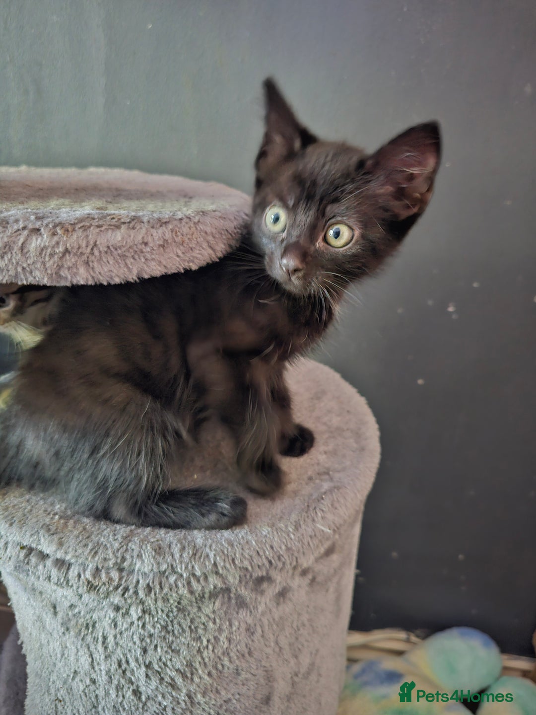 Mixed Breed cats for sale: Mixed breed kittens  - Image 1