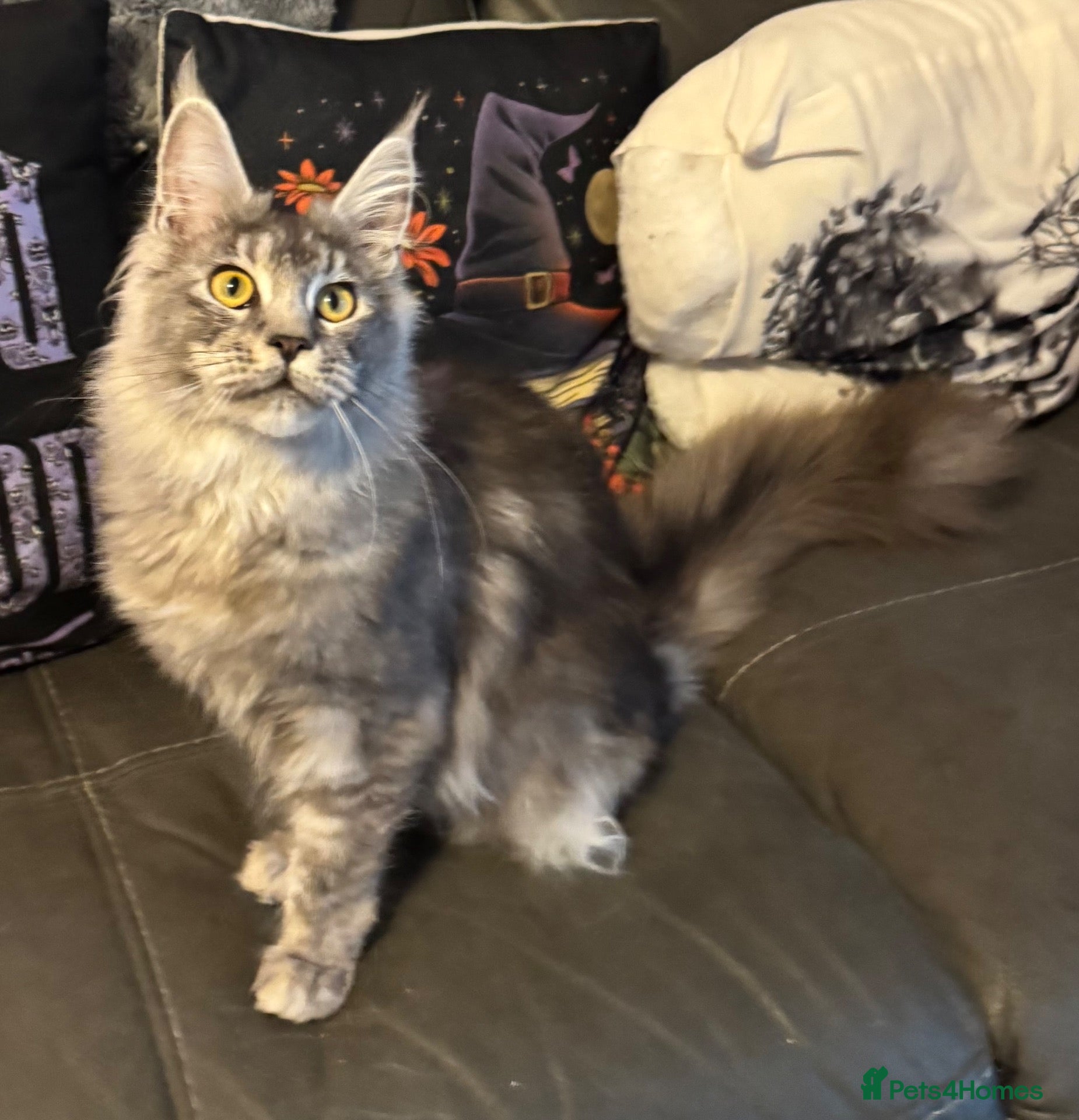 Maine Coon cats for sale: Reduced TICA Xl Maine coon Kitten active possible  - Advert 2