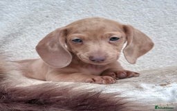 Miniature Dachshund dogs for sale: READY TO LEAVE Rainbow KC Reg Miniature Dachshunds - Image 27