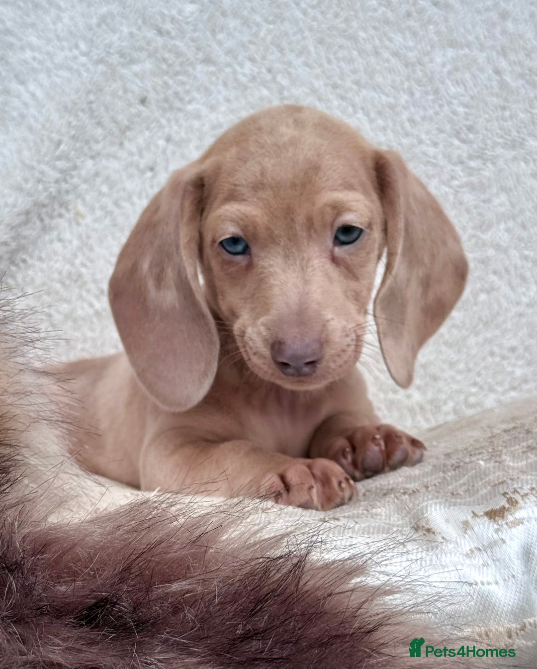 Miniature Dachshund dogs for sale: READY TO LEAVE Rainbow KC Reg Miniature Dachshunds - Image 27