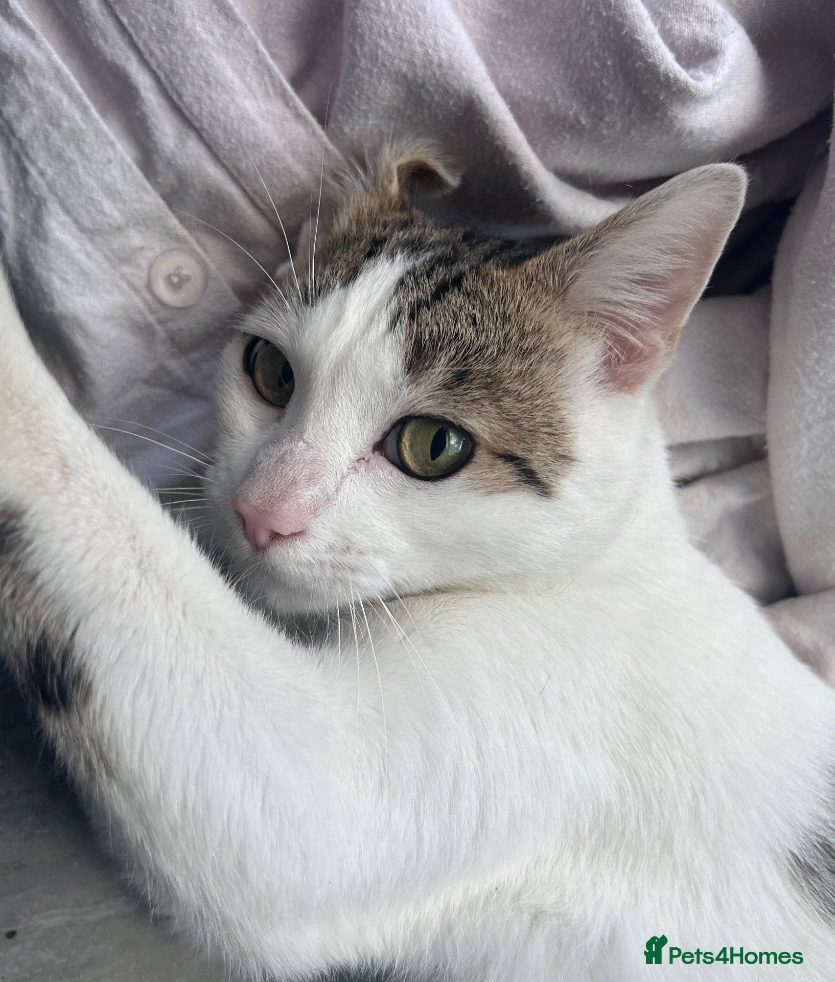 British Shorthair cats for sale: Domestic short hair, tabby, white coat cat - Advert 2