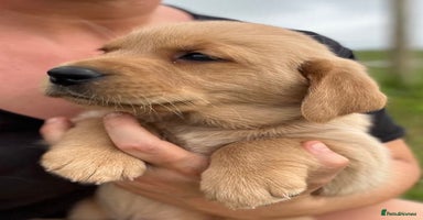 Goldador dogs - Advert 11