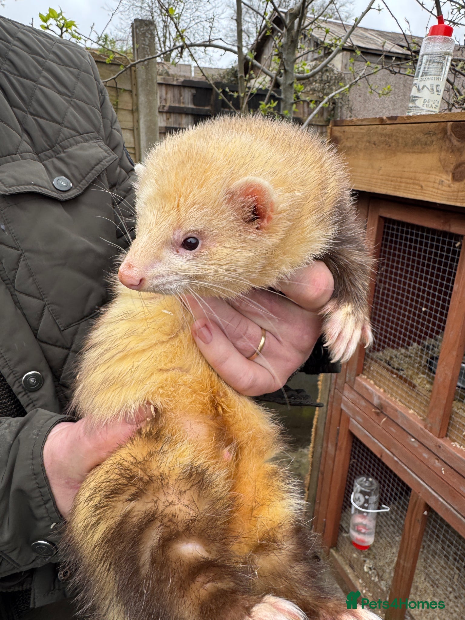 Ferret rodents Working Hob  - Advert 12