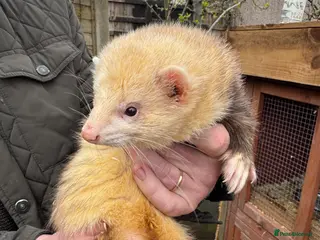 Ferret rodents Working Hob - Advert 12