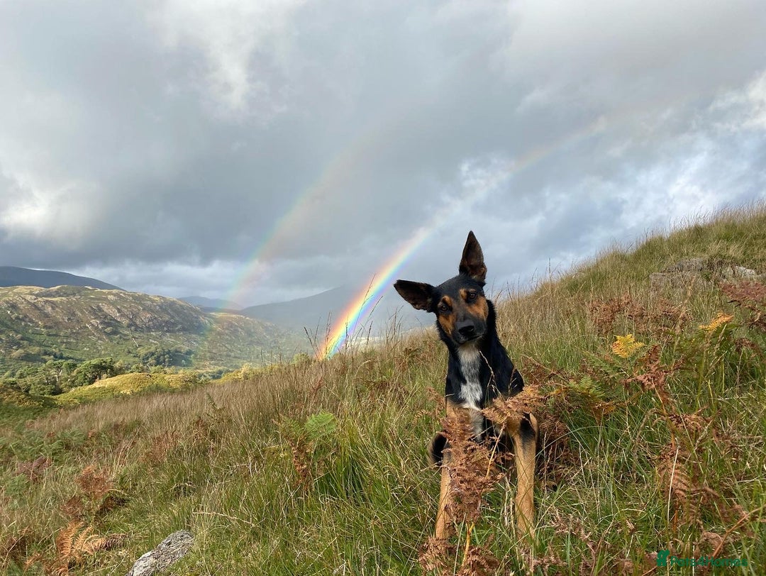 Huntaway dogs for stud: Huntaway x collie - Advert 2