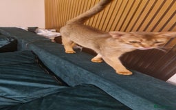 Abyssinian cats for sale: Beautifull Queen 🥰 - Image 9