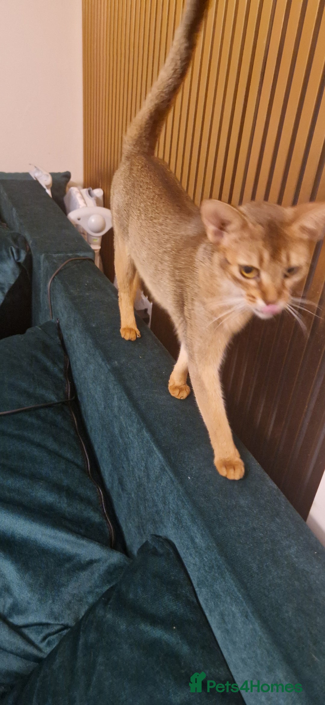 Abyssinian cats for sale: Beautifull Queen 🥰 - Image 9