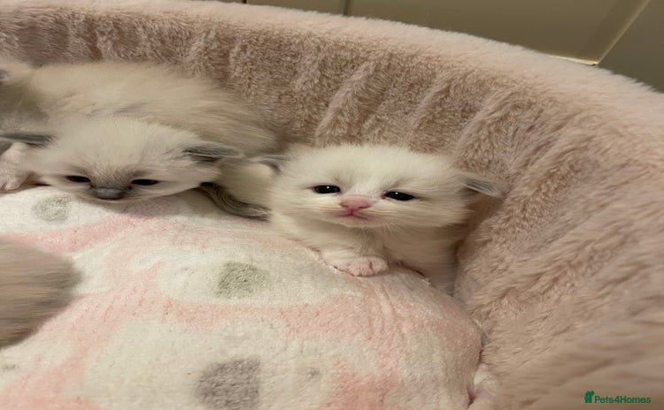 Ragdoll cats Purebred Ragdolls – Ready to Reserve Now 🍼 - Advert 3