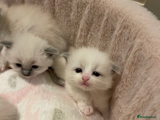Ragdoll cats Purebred Ragdolls – Ready to Reserve Now 🍼 - Advert 6