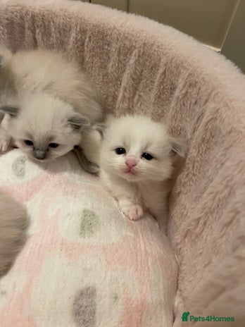Ragdoll cats Purebred Ragdolls – Ready to Reserve Now 🍼 - Advert 1