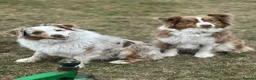 Australian Shepherd dogs for sale: EXPECTED LITTER OF AUSTRALIAN SHEPHERD PUPPIES  - Advert 16
