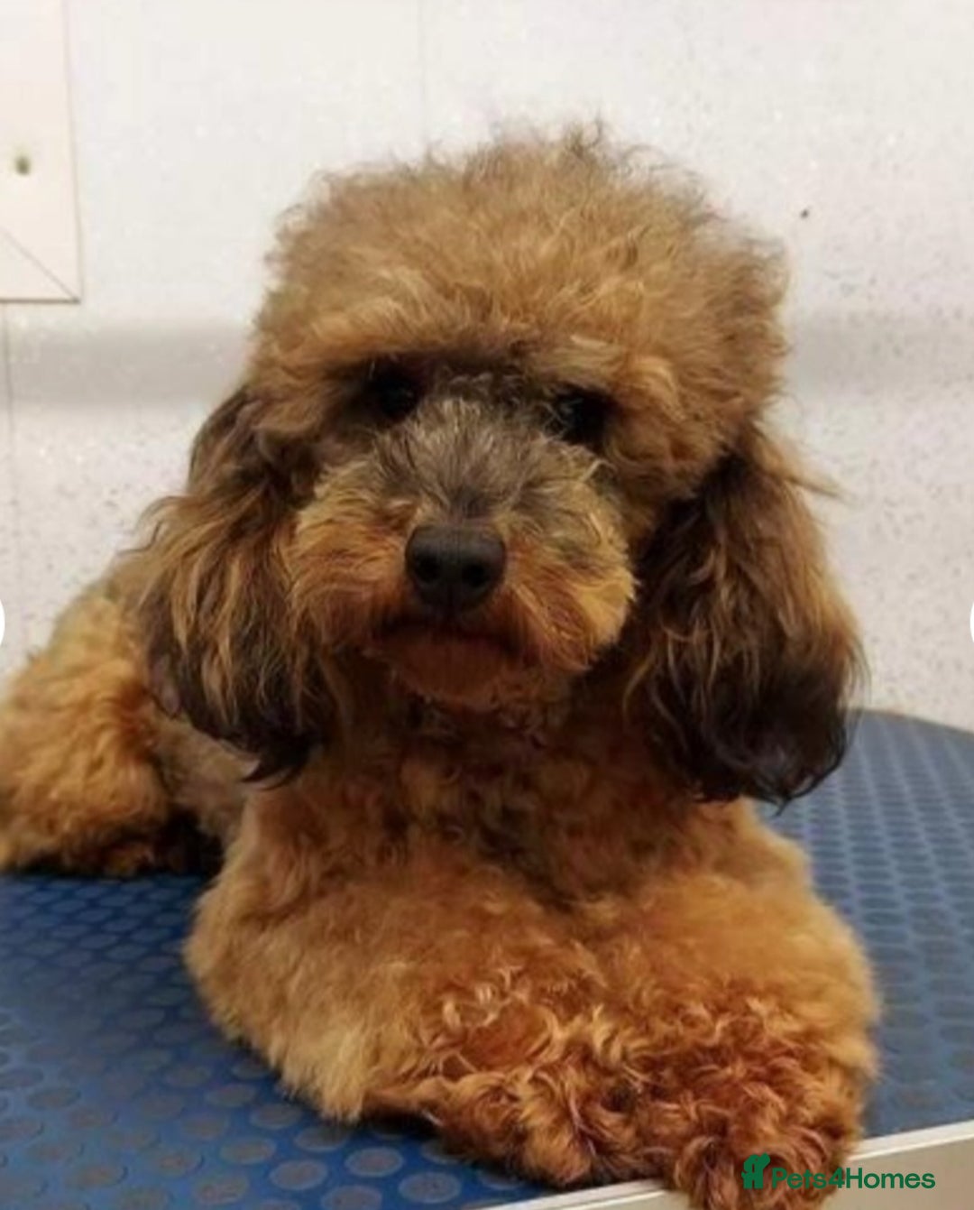 Miniature Poodle dogs for sale: Beautiful Health Tested Poodles - Advert 30