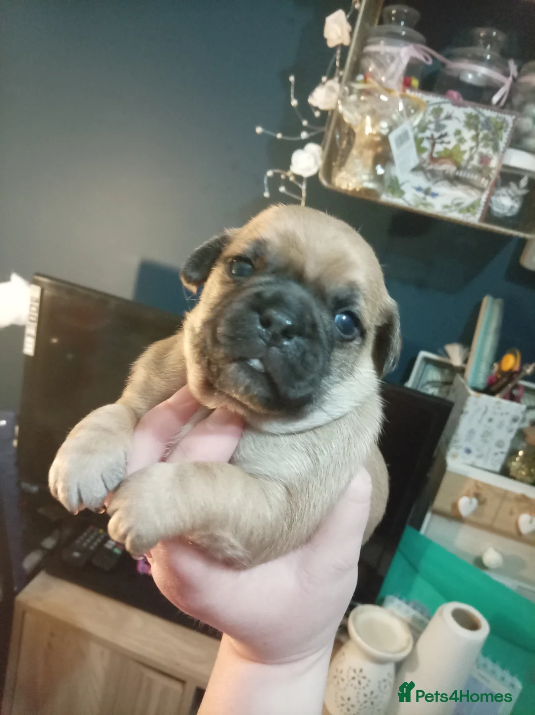 Jug dogs for sale: Jug puppies Jack Russell x pug puppies available - Advert 19