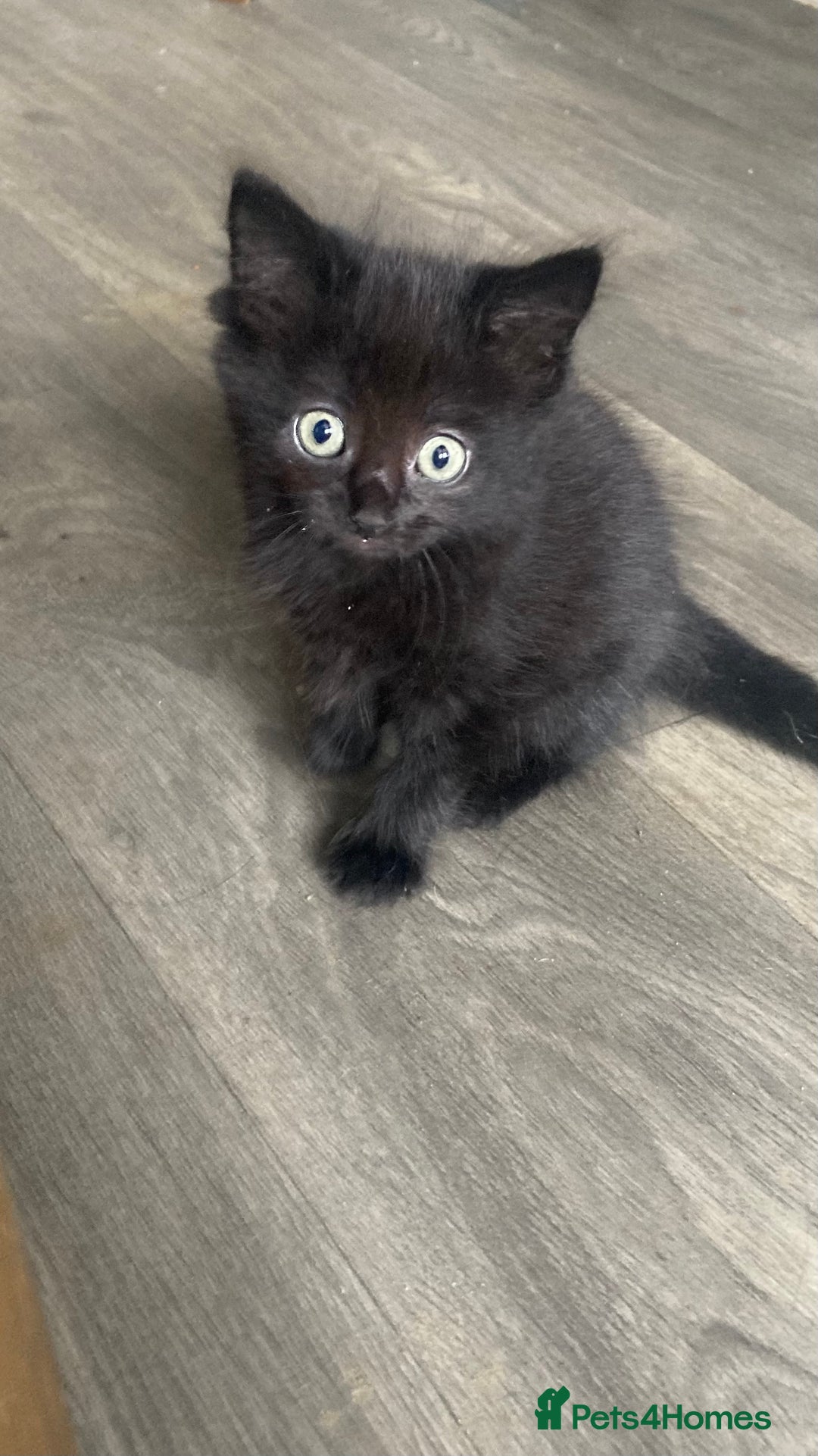 British Shorthair cats for sale: 8 weeks old kittens ready for forever homes  - Image 2