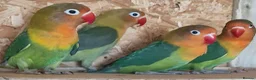 Lovebirds birds for sale: ✨️🦜Beautiful Fischer's Lovebird for Sale! 🦜✨ in Saint Helens - Advert 4