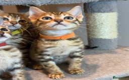 Bengal cats for sale: Exquisite TICA Registered gold&snow BengalKittens  - Image 6