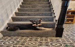 Miniature Schnauzer dogs for sale: Miniature Schnauzer Puppies - Image 2