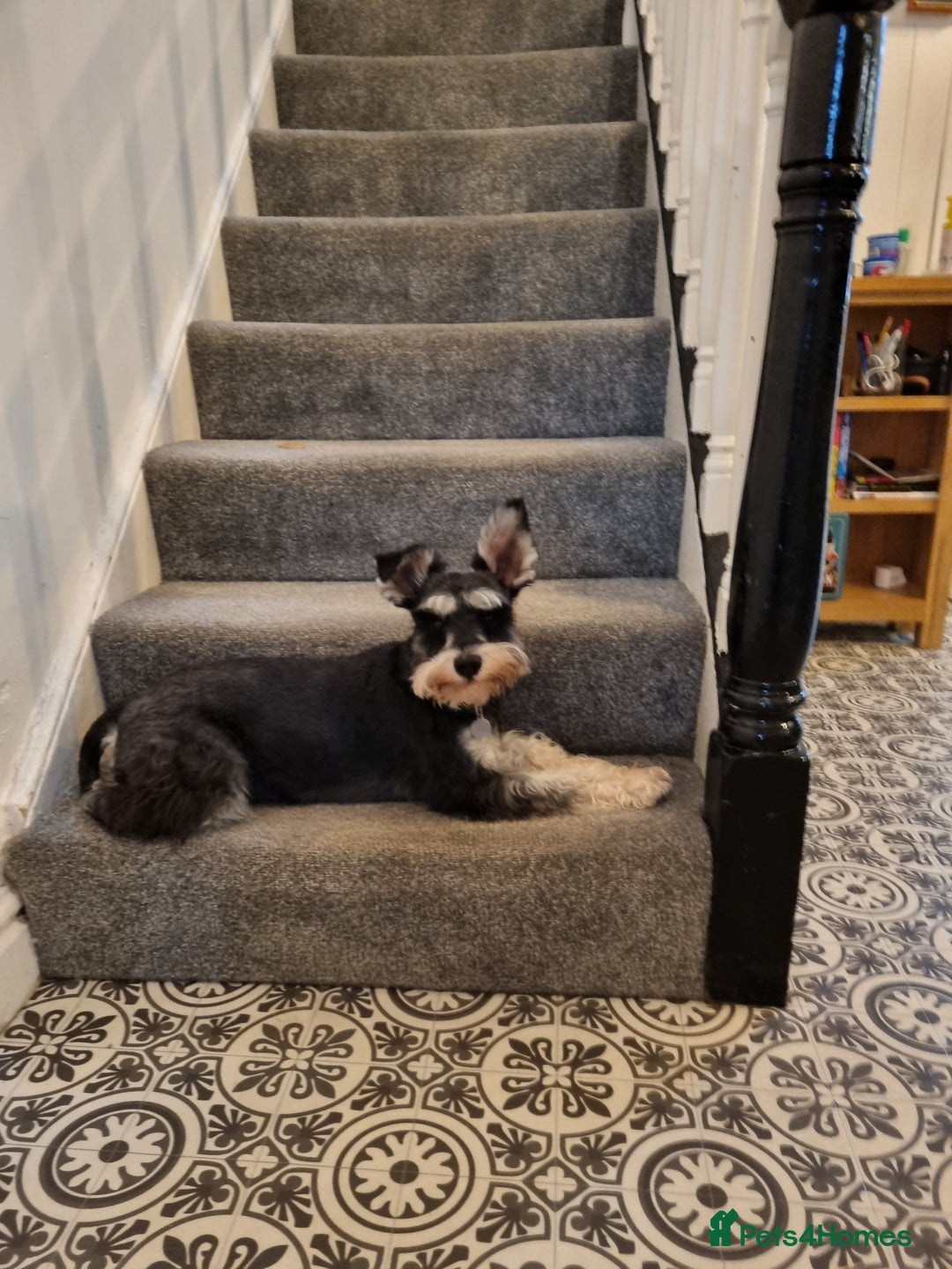 Miniature Schnauzer dogs for sale: Miniature Schnauzer Puppies - Image 2