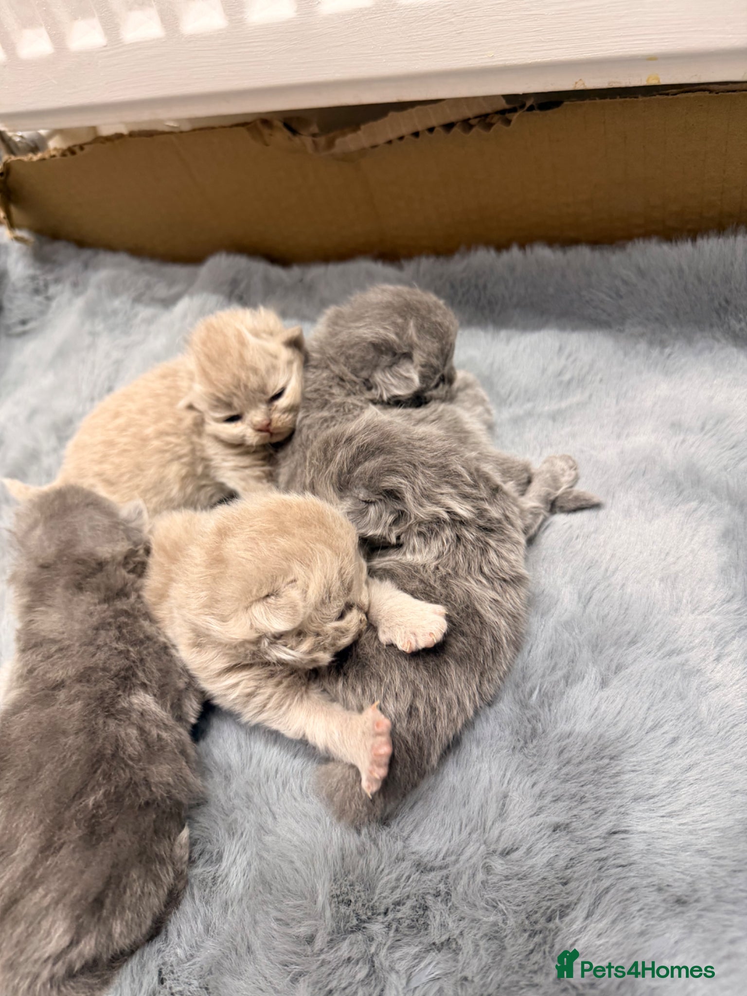 British Longhair cats Beautiful pure fluffy British longhair  - Advert 1