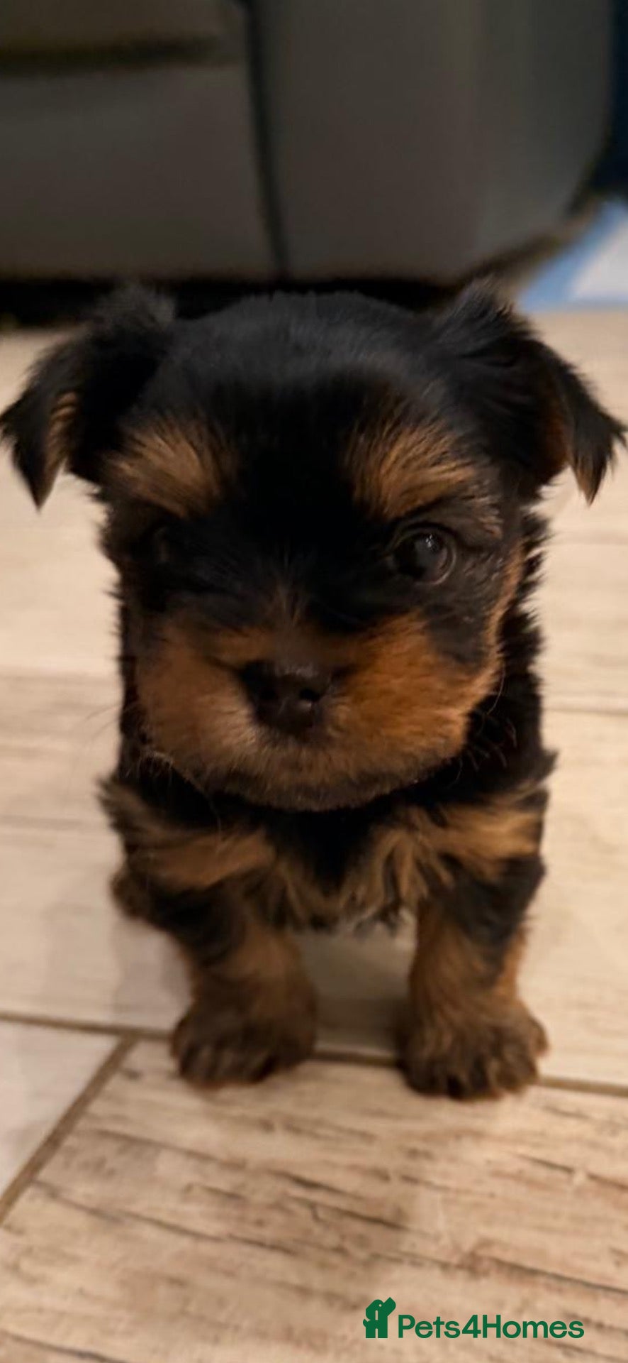 Yorkshire Terrier dogs Beautiful handsome🐶 Yorkshire Terrier Boy - Advert 13