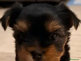 Yorkshire Terrier dogs Beautiful handsome🐶 Yorkshire Terrier Boy - Advert 13