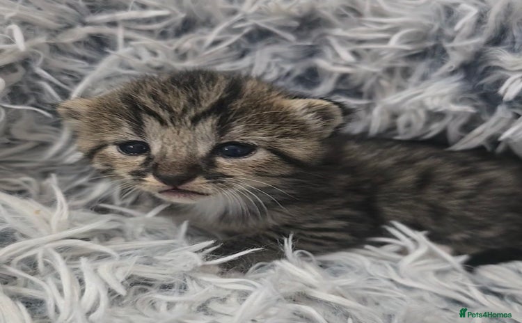 Savannah cats - Advert 1